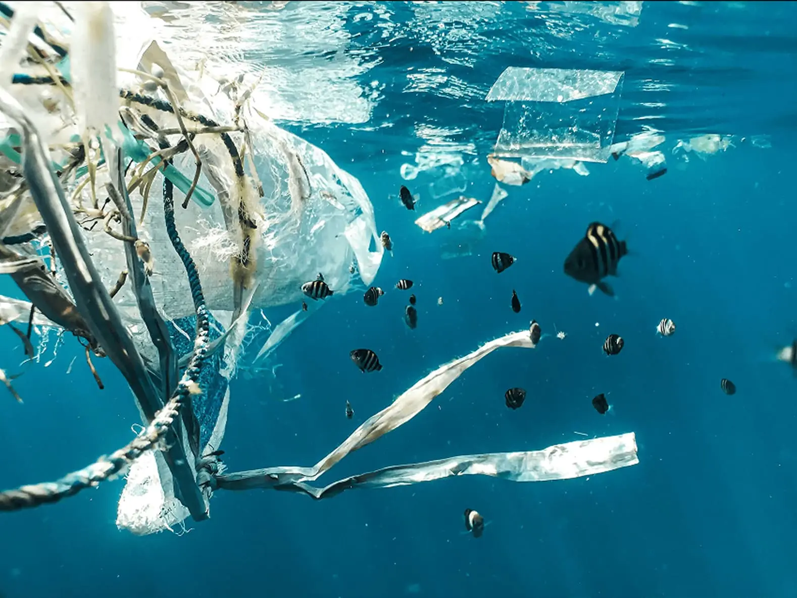 Microplastiche e inquinamento marino causato dai detersivi