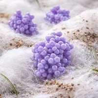 Cellulase